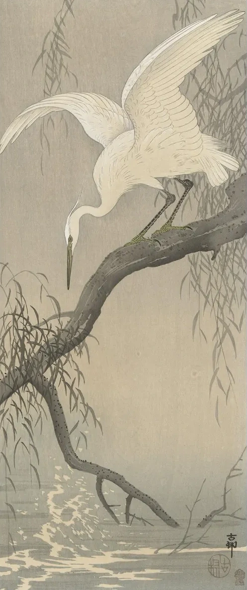 White Heron on Tree Branch