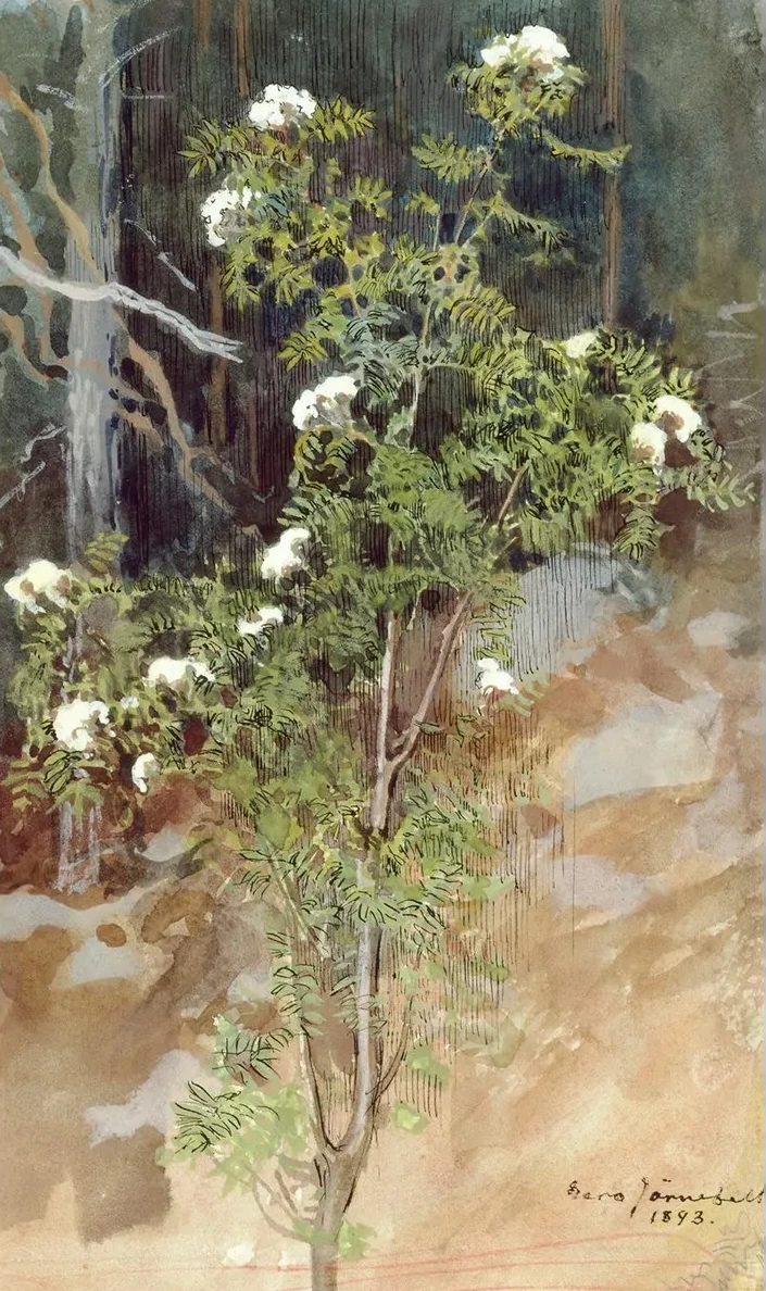 White Rowan