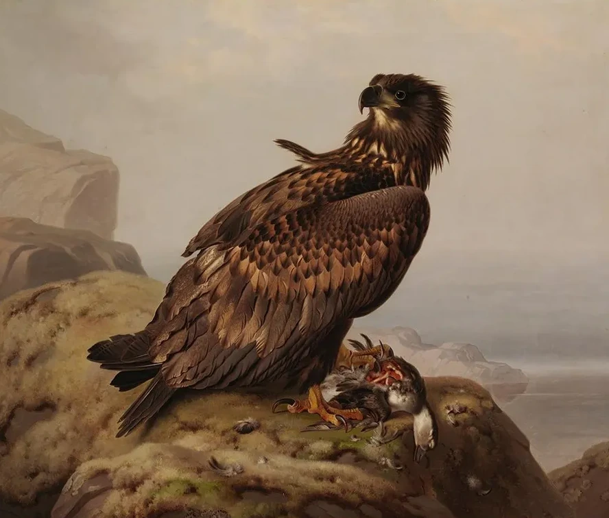 White - Tailed Eagle With Its Prey
