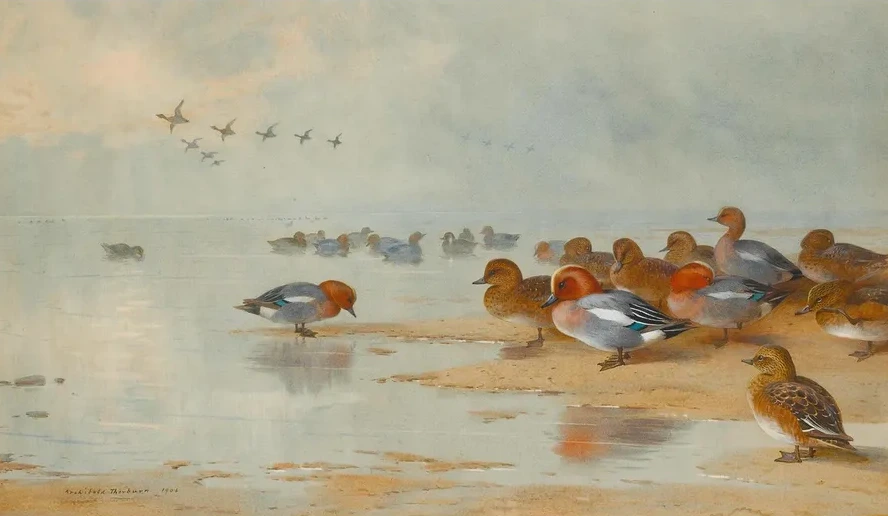 Wigeon And Teal By The Water's Edge