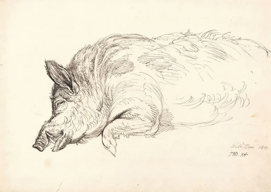 Wild Boar
