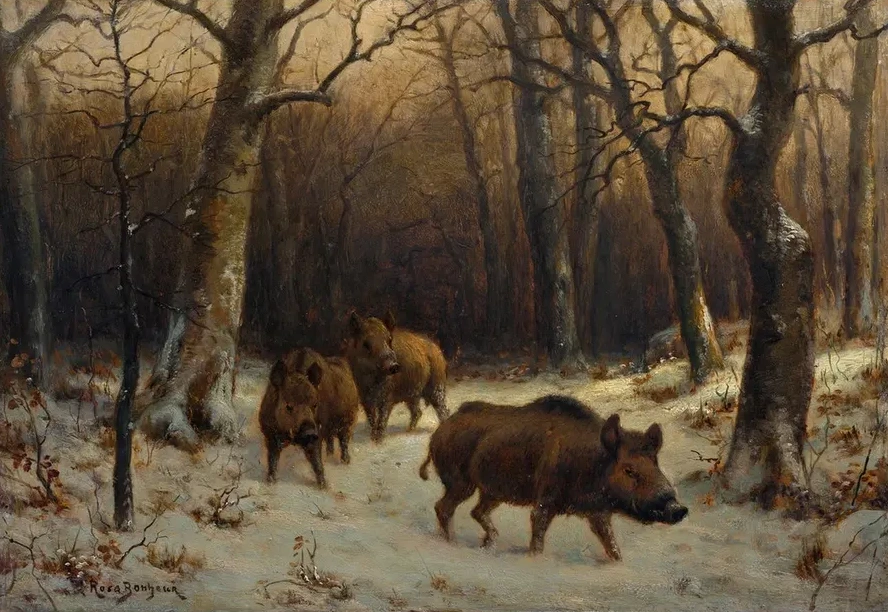 Wild Boars in the Snow