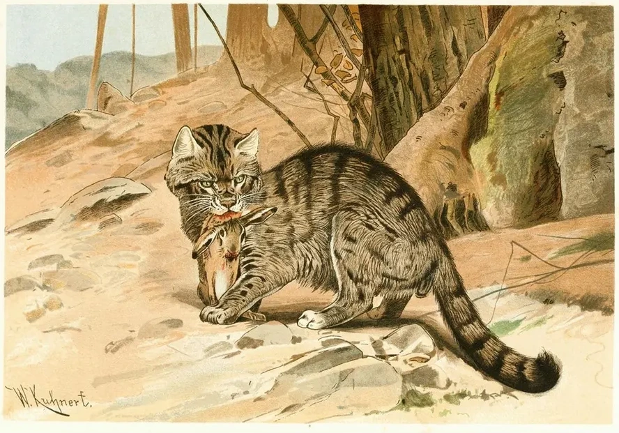 Wild Cat