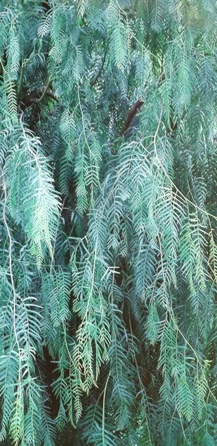 Willow Leaves