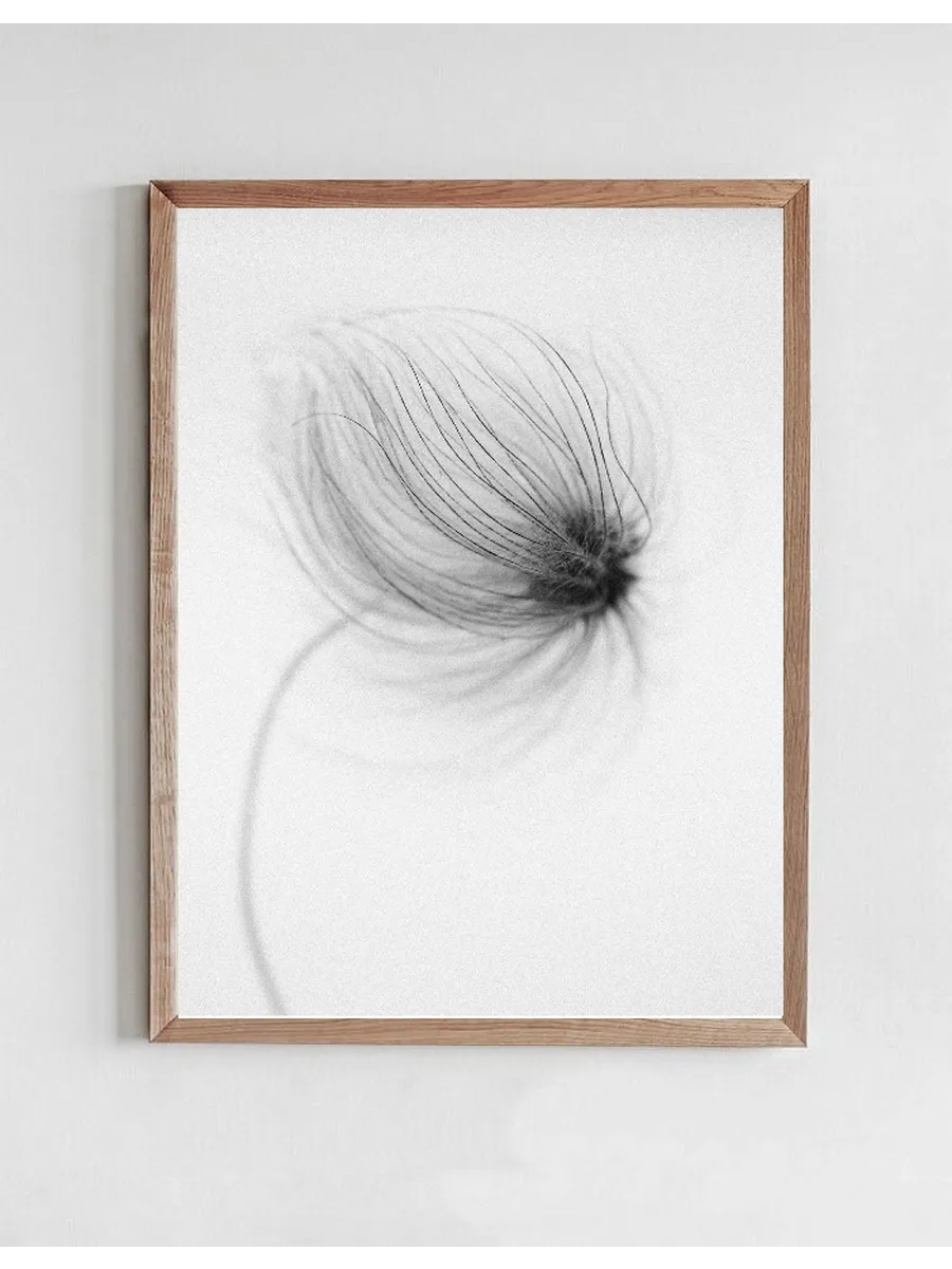 Windy Clematis