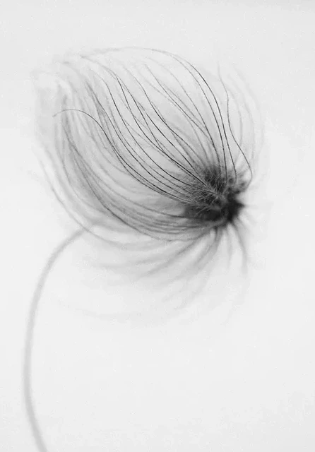 Windy Clematis