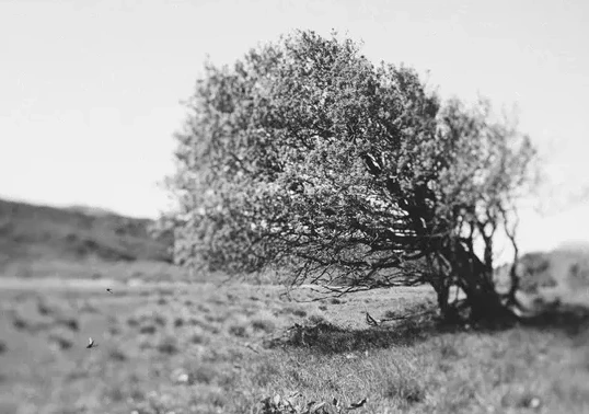Windy Tree