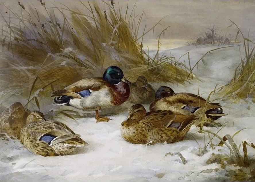 Winter Landscape With Mallard