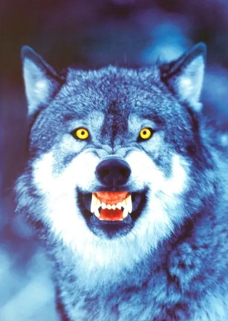 Wolf