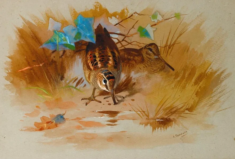 Woodcock In A Sandy Hollow