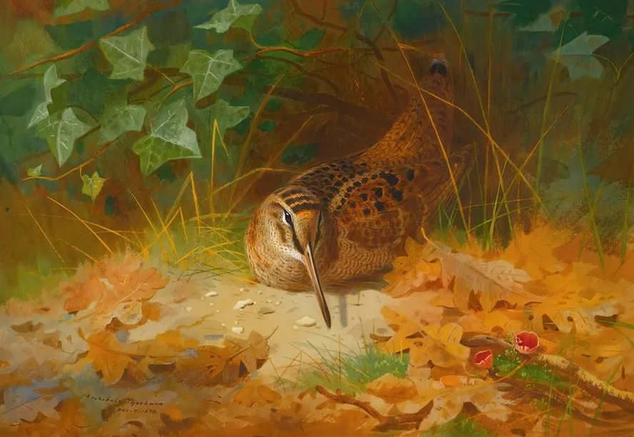 Woodcock