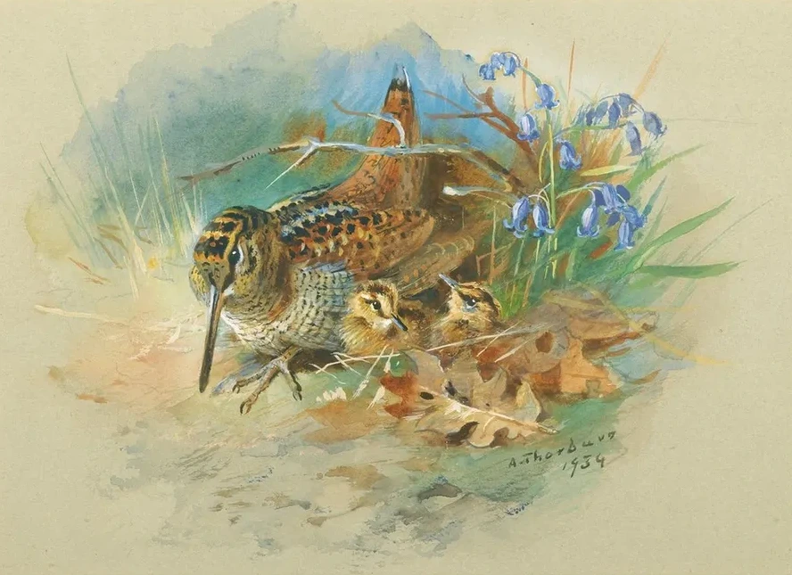 Woodcockand Young