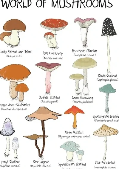 World of Mushrooms