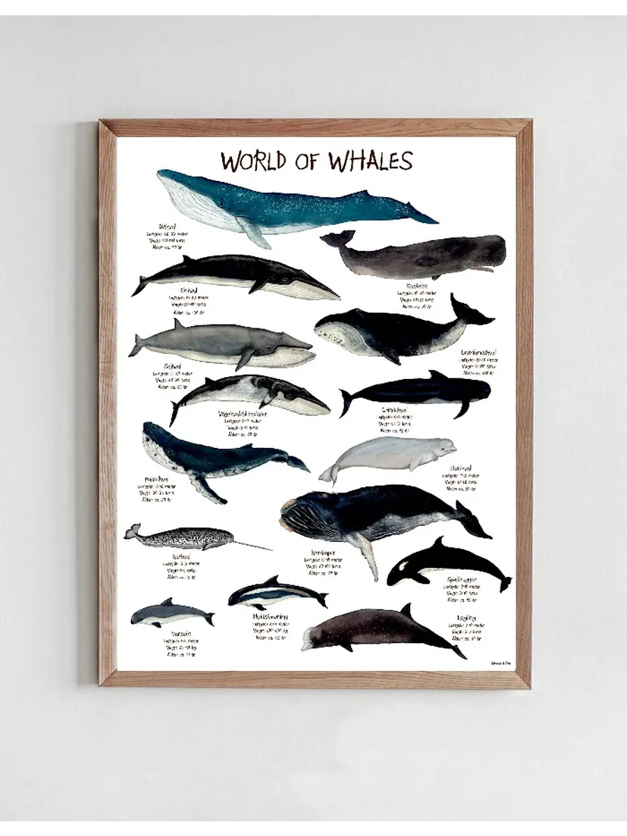 World of Whales