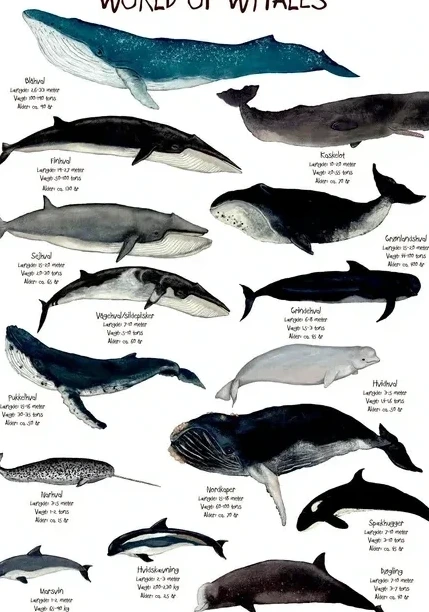 World of Whales