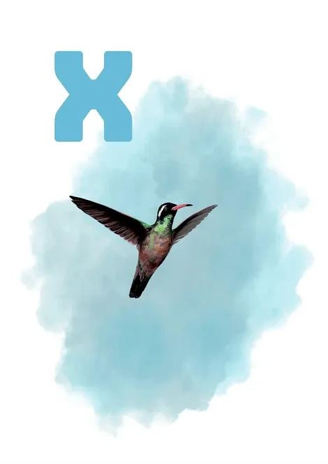 X Light Blue Xantus