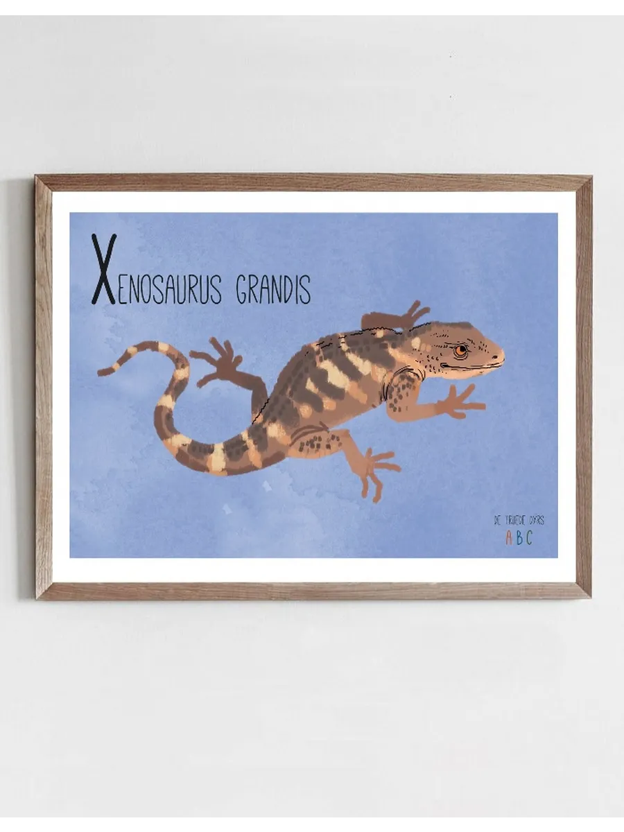 Xenosaurus Grandis
