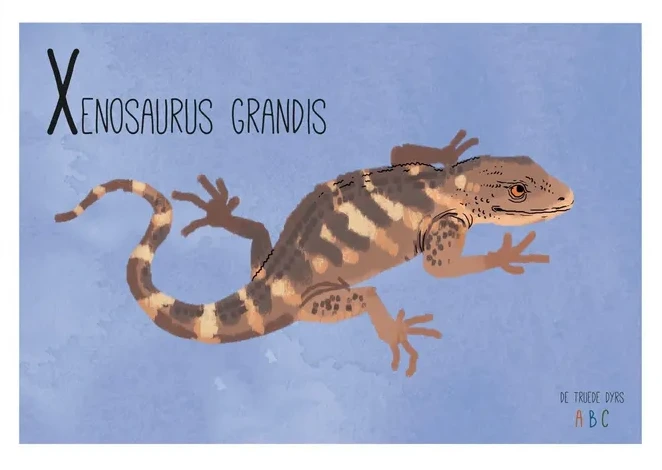 Xenosaurus Grandis