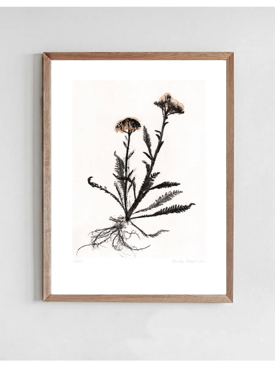 Yarrow 2 Black White