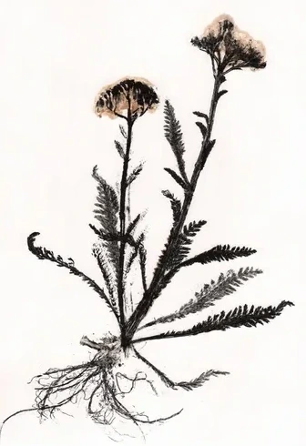 Yarrow 2 Black White