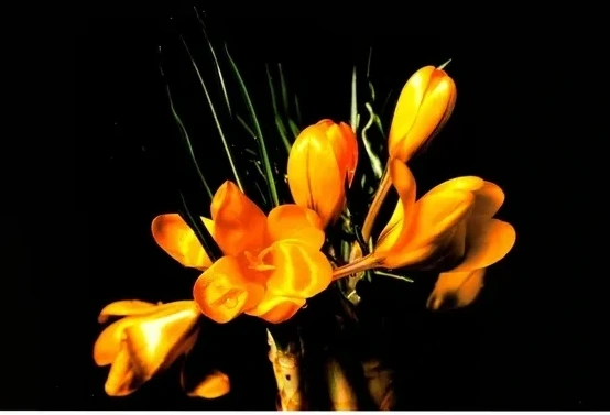 Yellow Composition