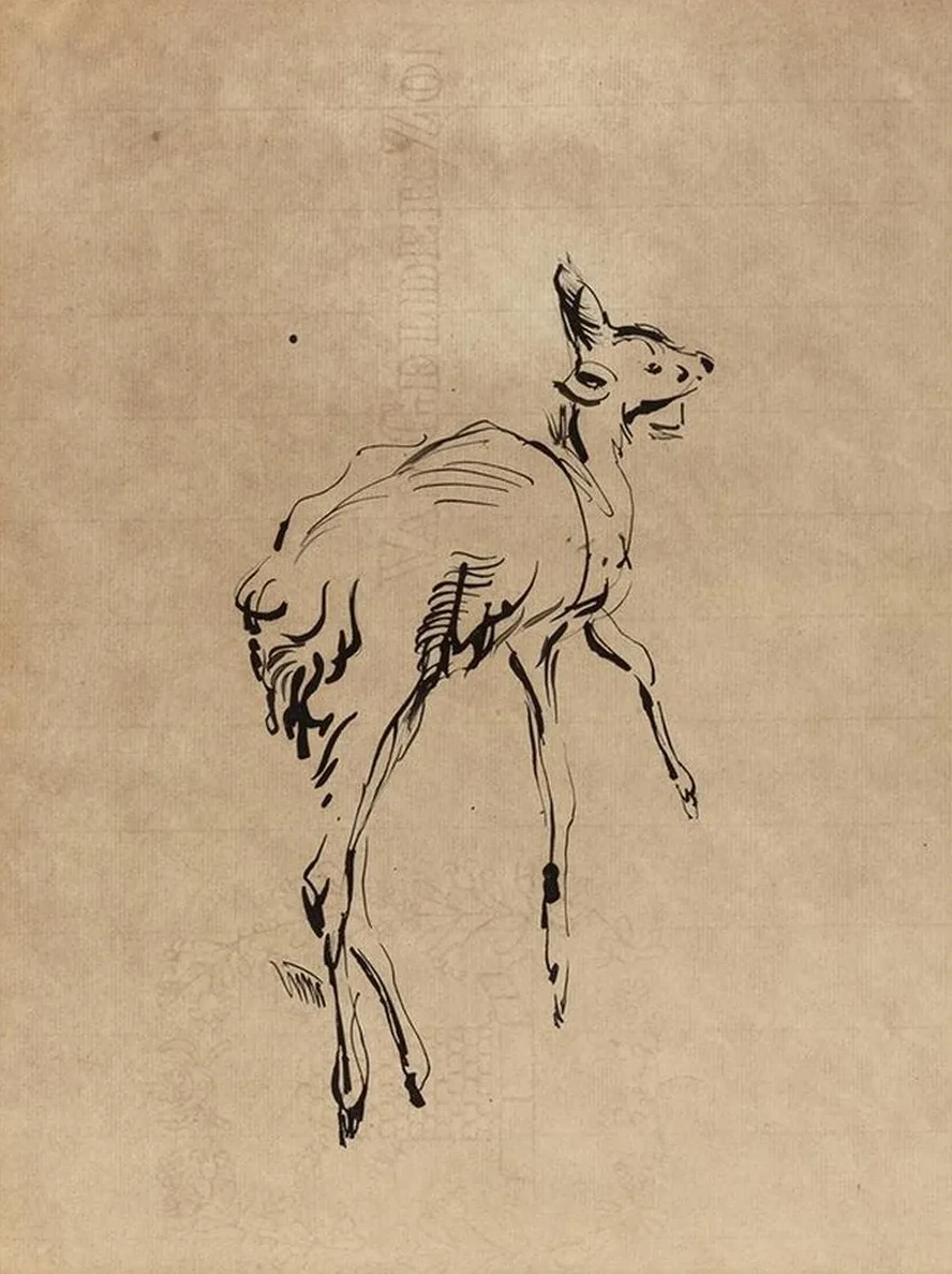 Young Deer
