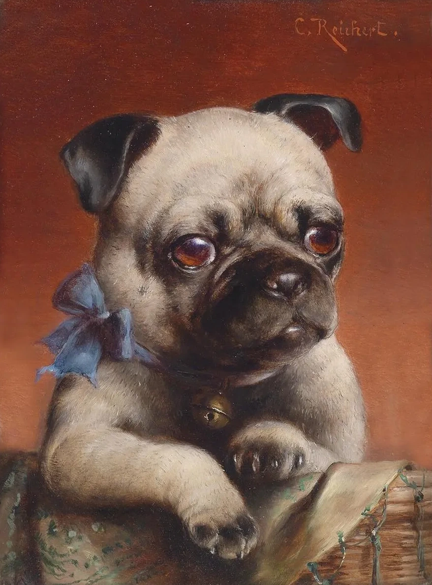 Young Pug