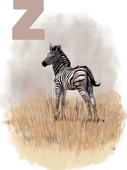 Z grey Zebra