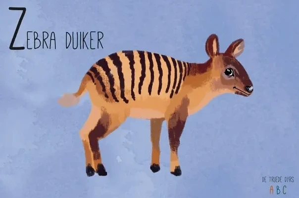 Zebra Duiker