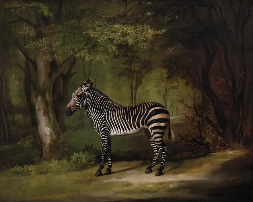 Zebra