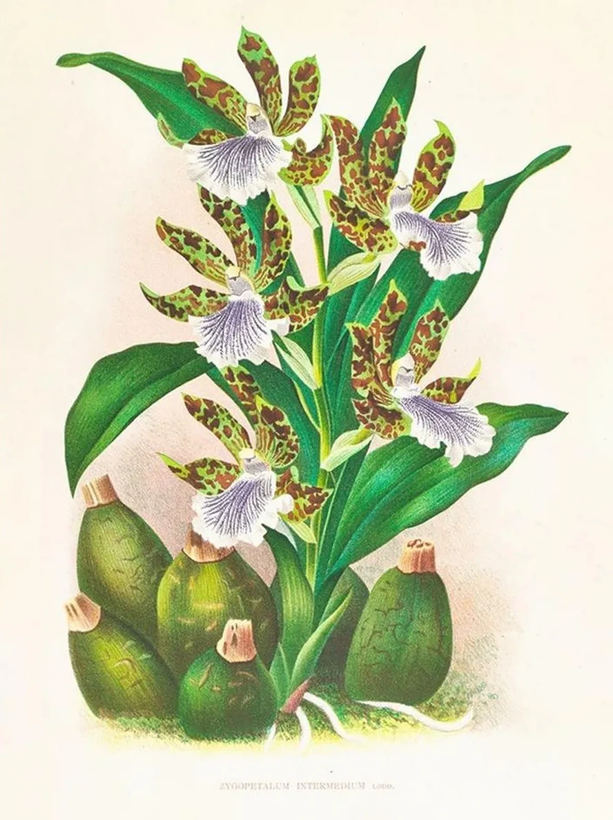 Zygopetalum Intermedium