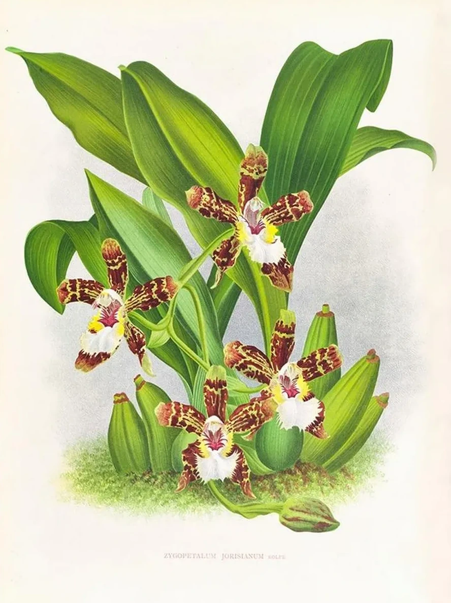 Zygopetalum Jorisianum