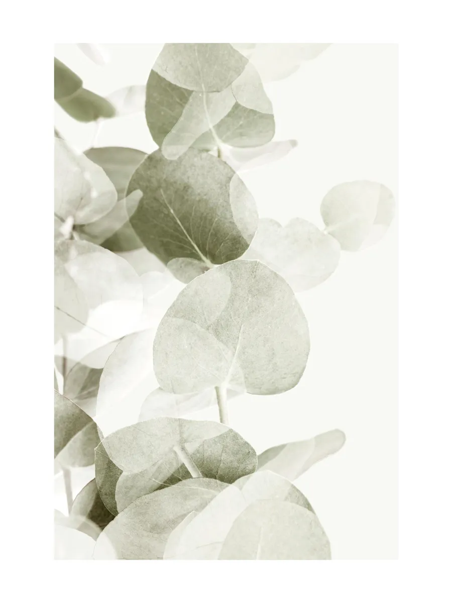 Abstract Eucalyptus No1