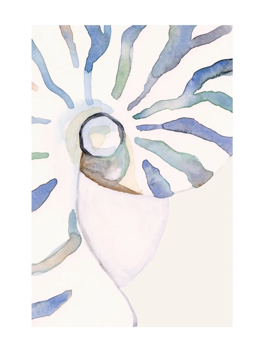 Abstract Seashell