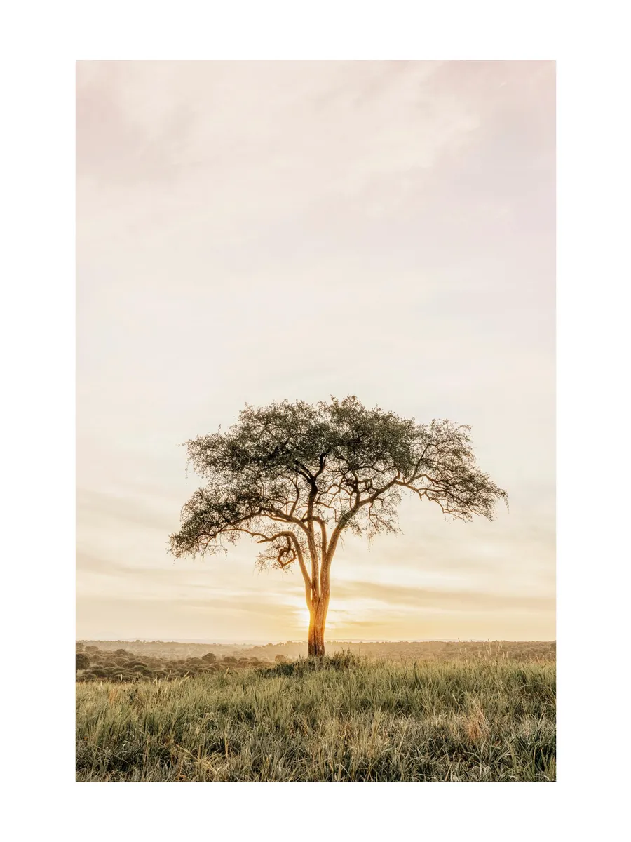 Acacia Tree