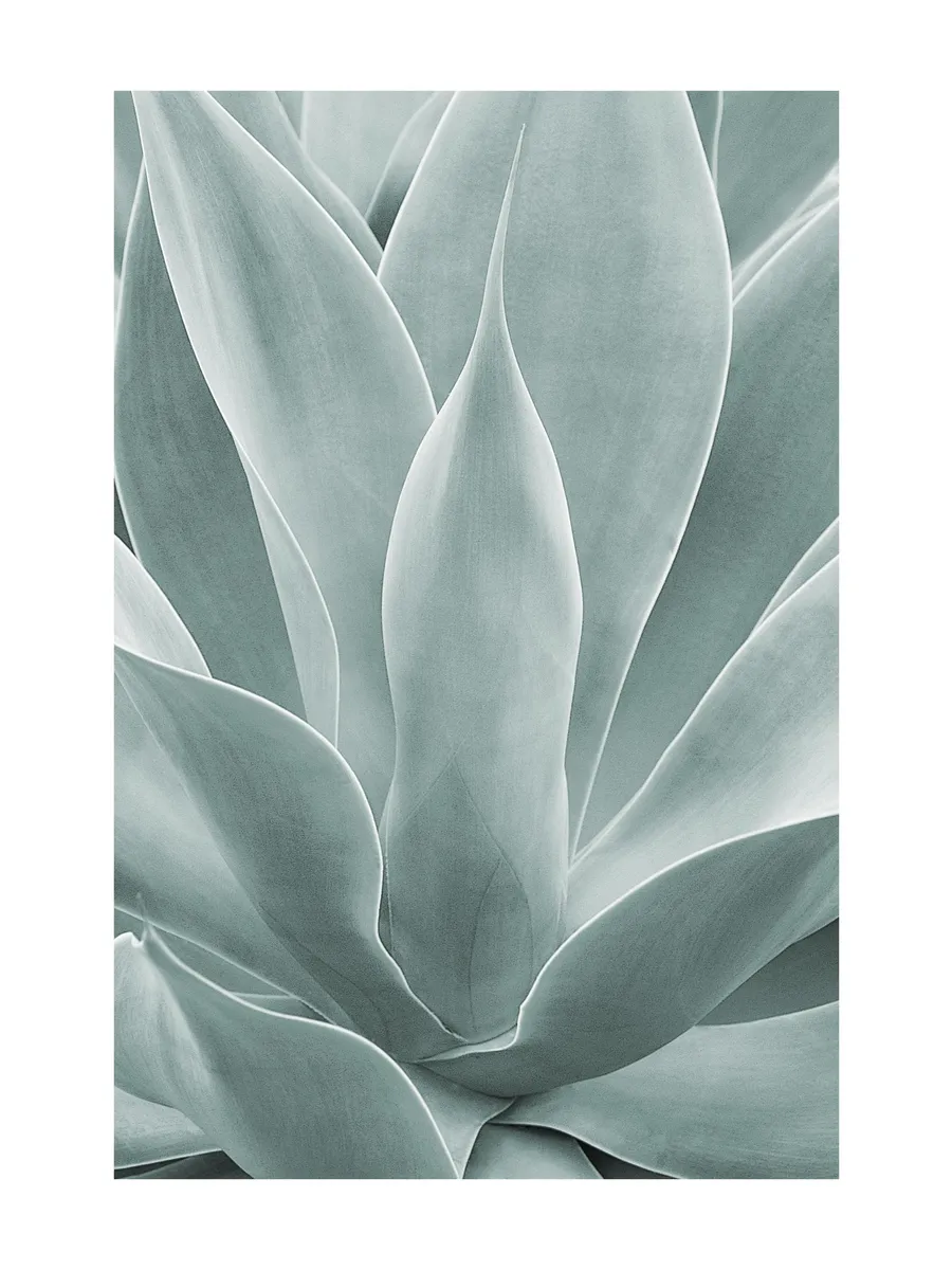 Agave Leaves No1