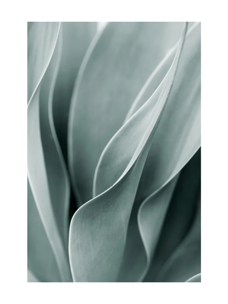 Agave Leaves No3