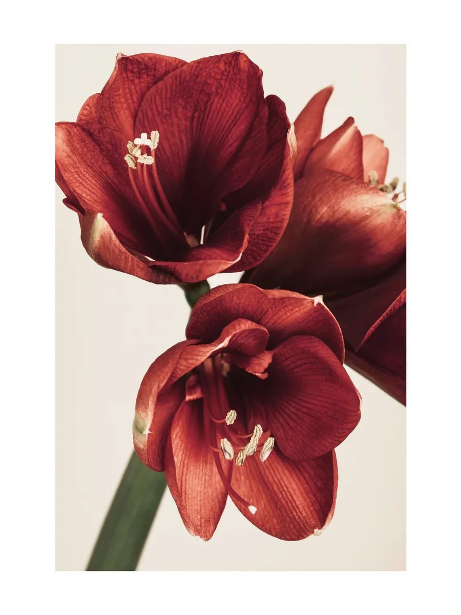 Amaryllis in Red