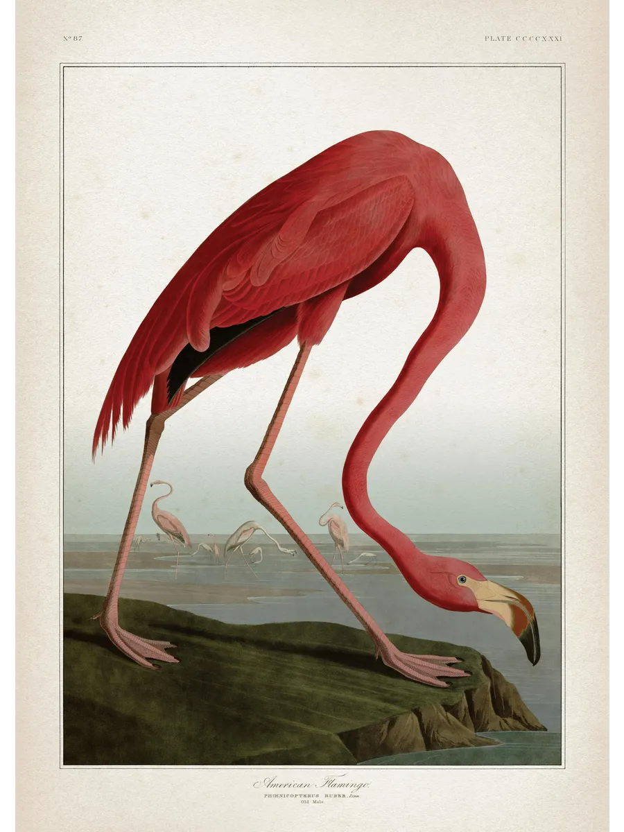 American Flamingo