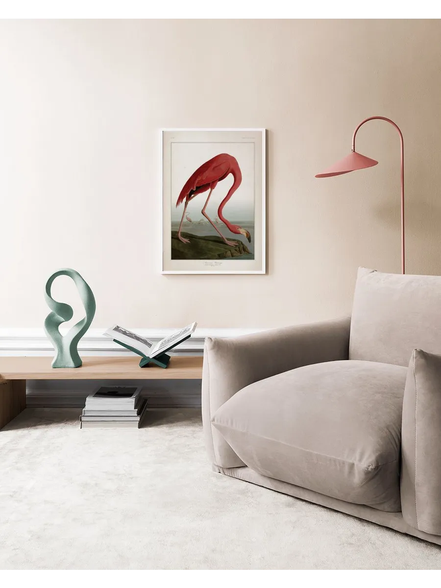 American Flamingo