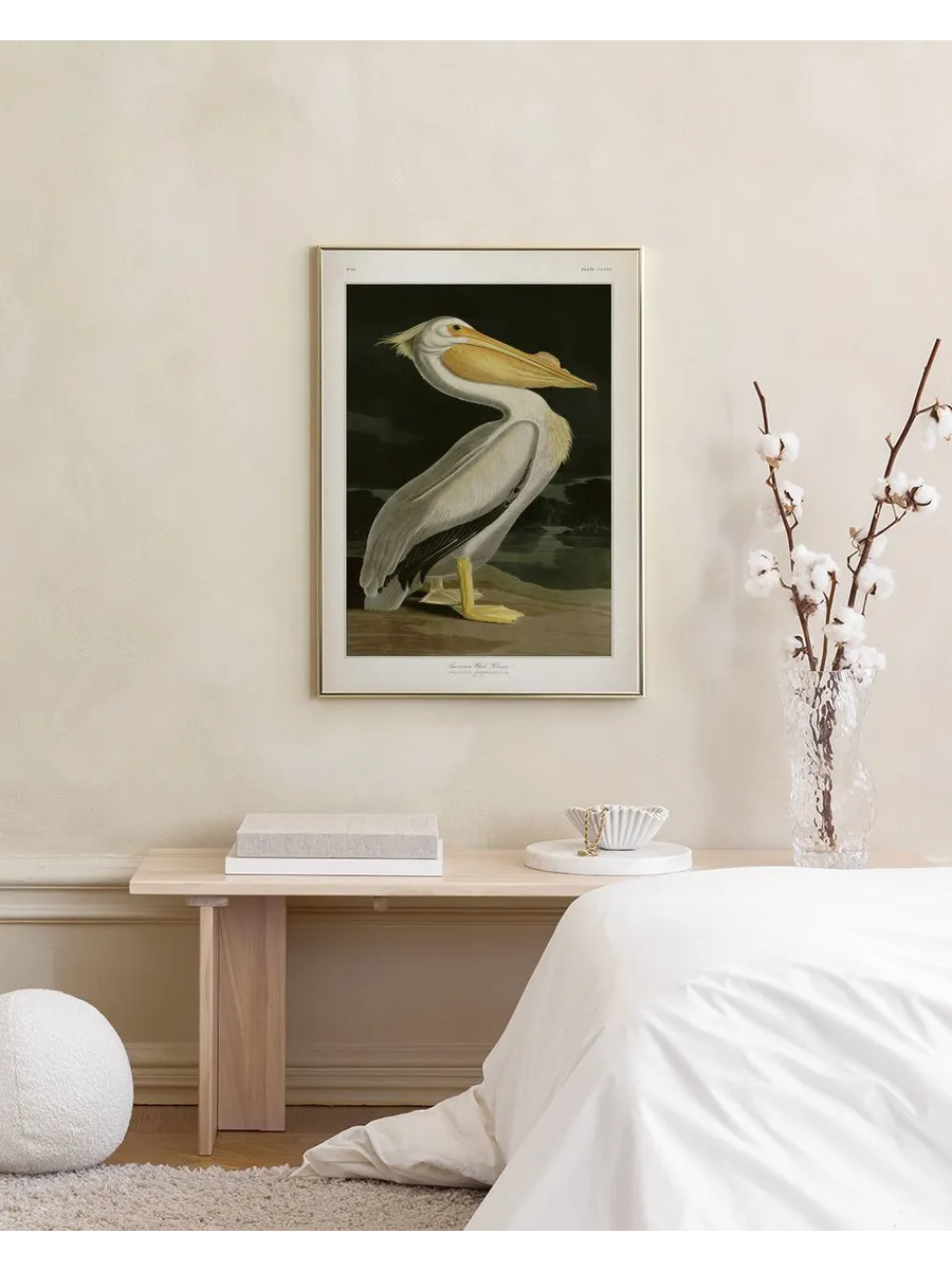 American White Pelican