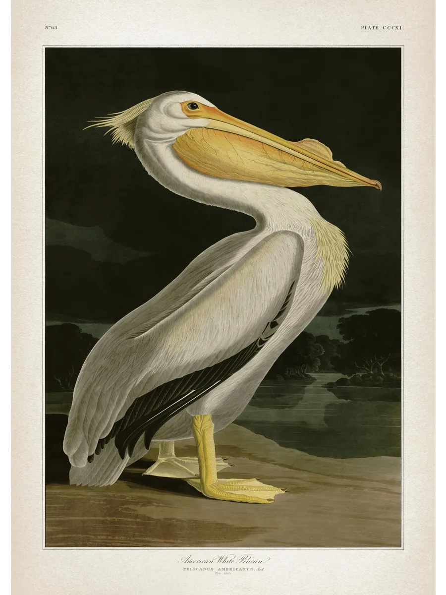 American White Pelican