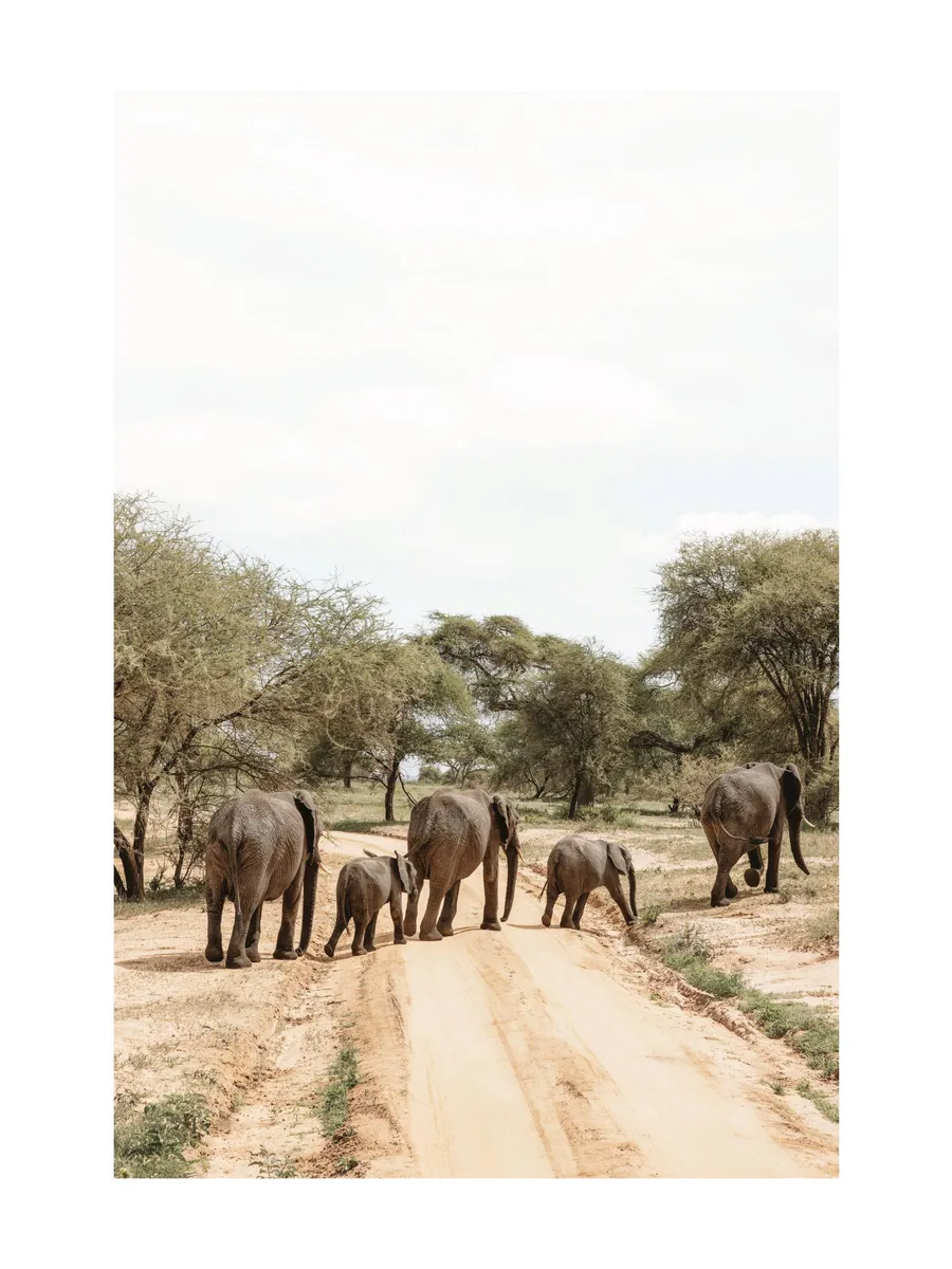 An Elephants Journey
