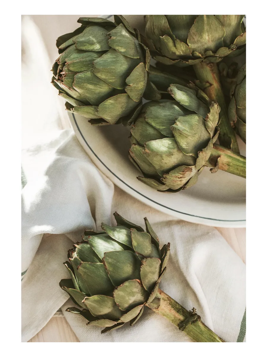 Artichoke in Sunlight