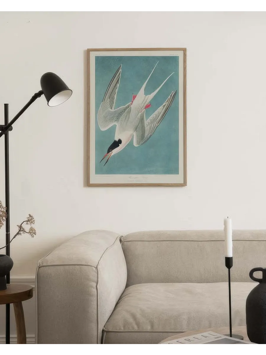 Audubon Roseate Tern from Birds of America