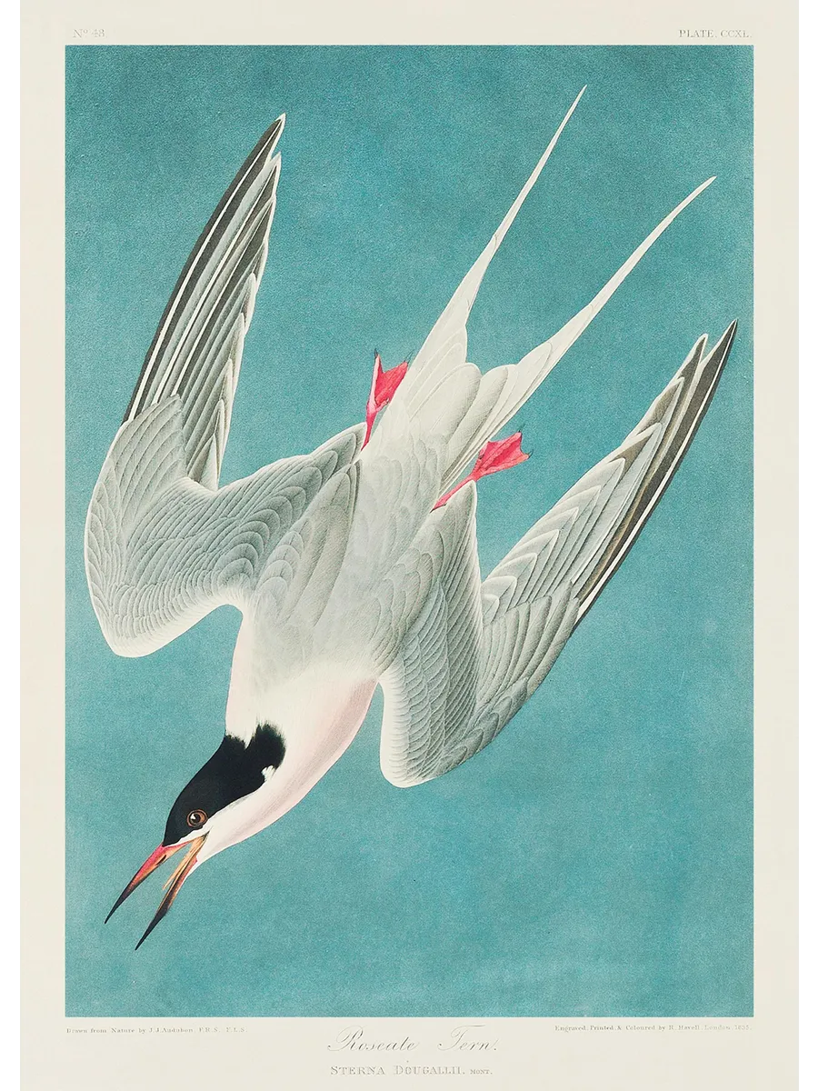 Audubon Roseate Tern from Birds of America