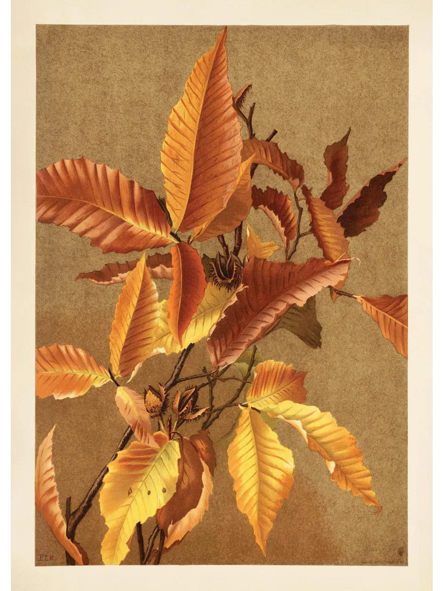 Autumn Branch