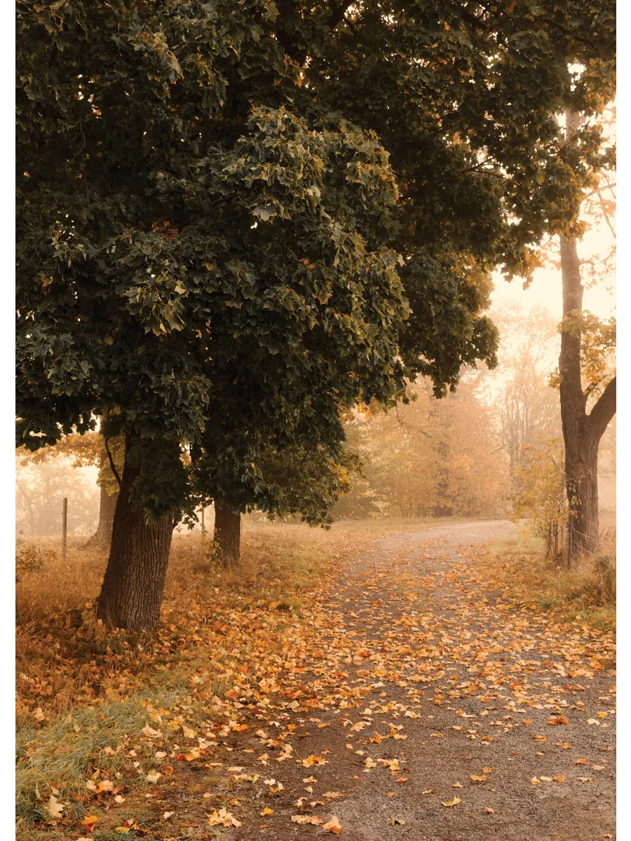 Autumn Stroll