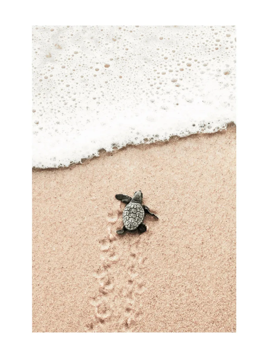Baby Turtle
