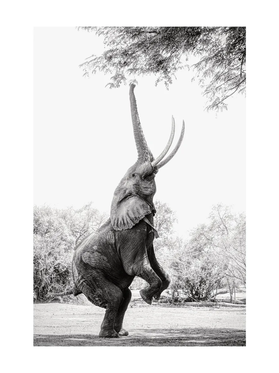 Balancing Elephant